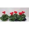 Cycl Md Sup Macro Red