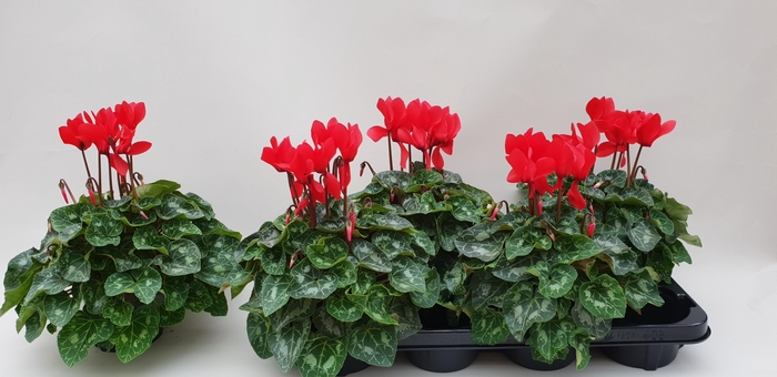 Cycl Md Sup Macro Red