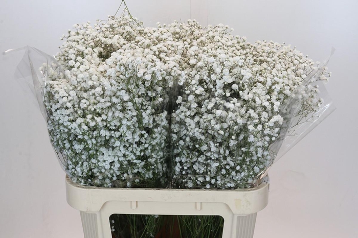 <h4>Gyps Xlence</h4>