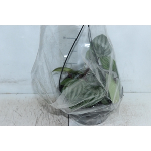 PEPEROMIA MELANCIA C21