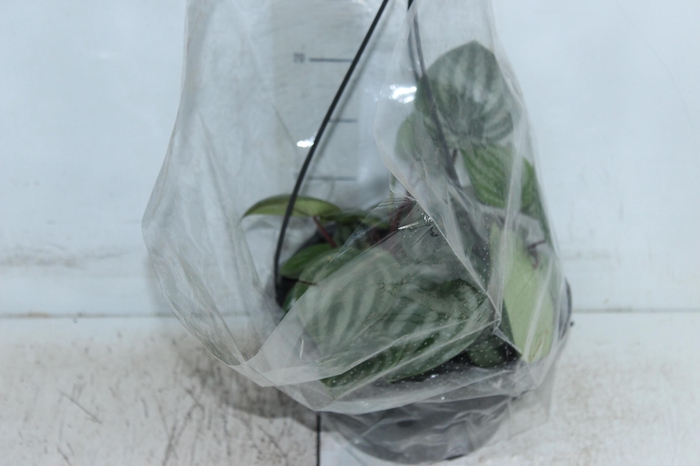 <h4>PEPEROMIA MELANCIA C21</h4>