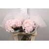 Hydr Premium Light Pink