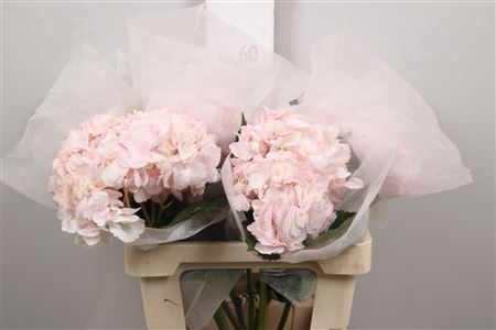 <h4>Hydr Premium Light Pink (box)</h4>