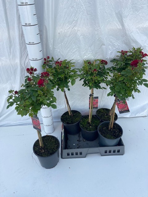 <h4>ROSA ST OV</h4>