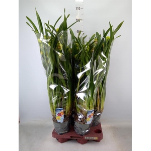 Cymbidium   ...