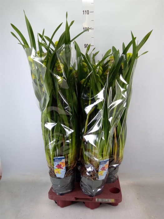 <h4>Cymbidium   ...</h4>