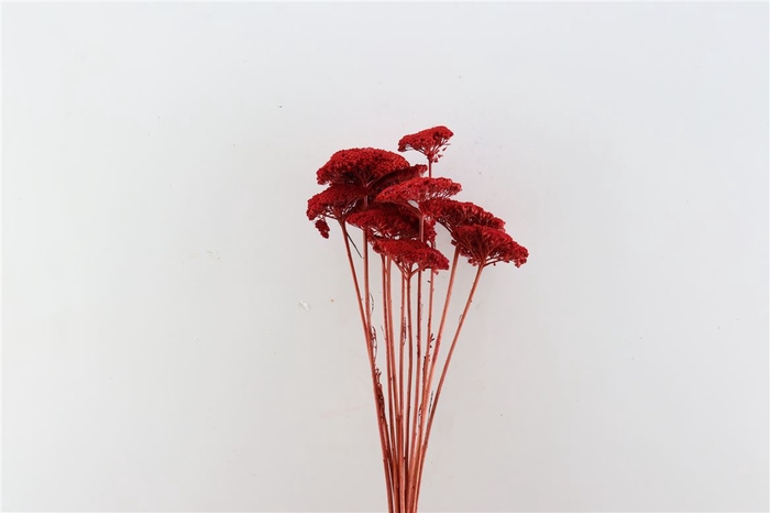 Dried Achillea Red Bunch