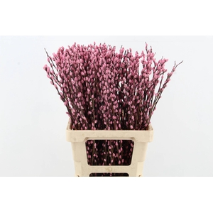 Salix Snowflake 70cm L.Pink