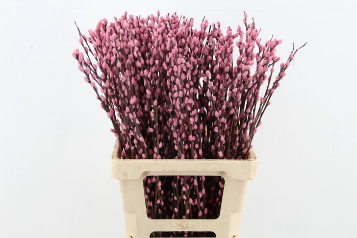 <h4>Salix Snowflake 70cm L.Pink</h4>