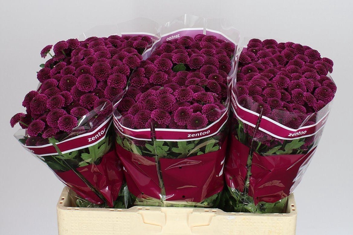 <h4>Sant Purpetta</h4>