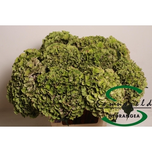 HYDR M ROY PARADE CL