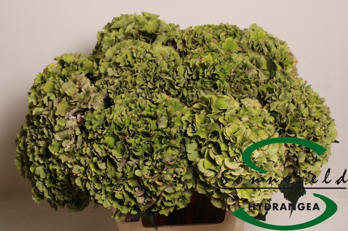 <h4>HYDR M ROY PARADE CL</h4>