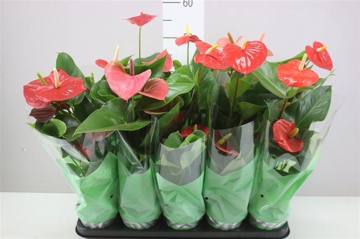 <h4>Anth An Gemengd 3+</h4>