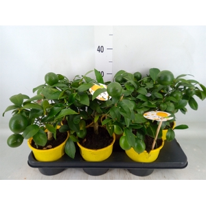 Citrus meyeri 'Meyer'