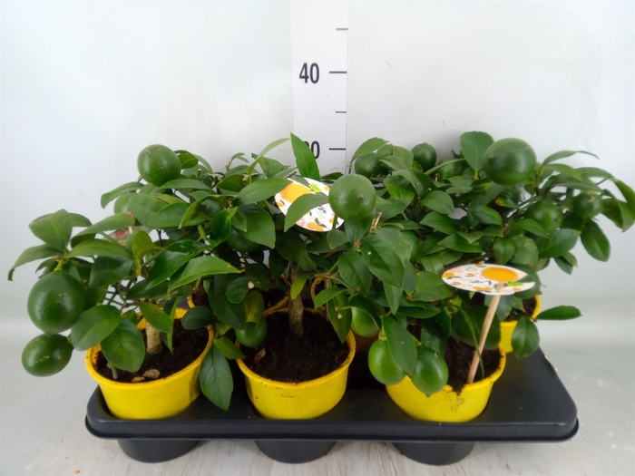 <h4>Citrus meyeri 'Meyer'</h4>