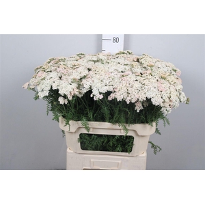Achil M Marieke