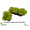 Heuch Carnival Mint