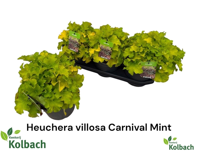Heuch Carnival Mint