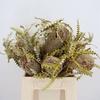 Banksia Speciosa Dried