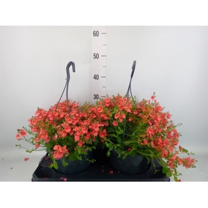 Diascia  'FlyColors'   ...mix