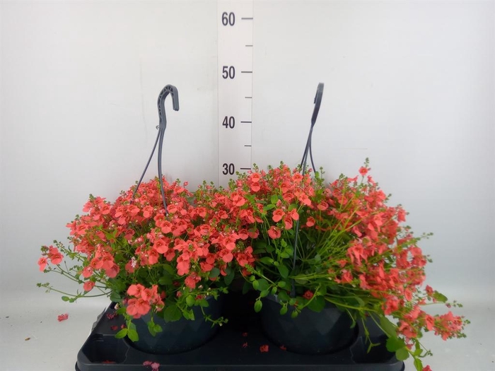 <h4>Diascia  'FlyColors'   ...mix</h4>