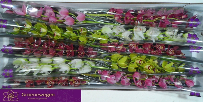 <h4>CYMB MI GEM</h4>