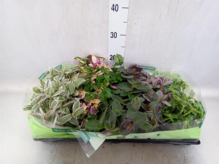 <h4>Tradescantia   ...</h4>