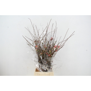 CHAENOMELES SUPERBA 050CM