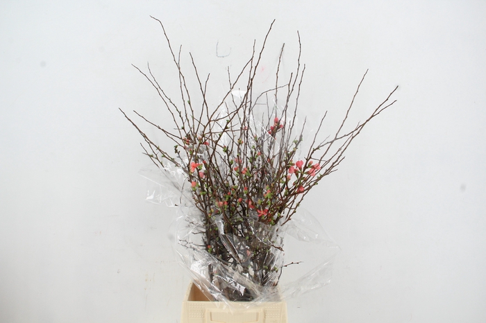 <h4>CHAENOMELES SUPERBA 050CM</h4>
