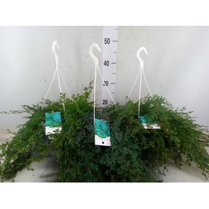 Selaginella uncinata 'Peacock'