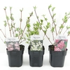 Deutzia mix shelve