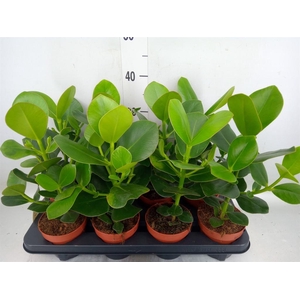 Clusia rosea 'Princess'