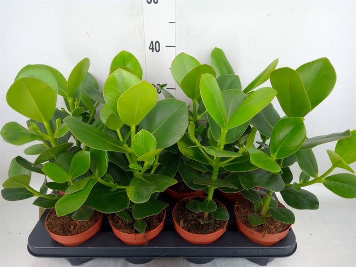 <h4>Clusia rosea 'Princess'</h4>