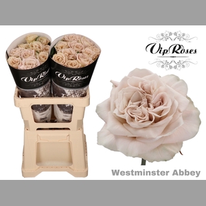 R GR WMINSTER ABBEY! x20