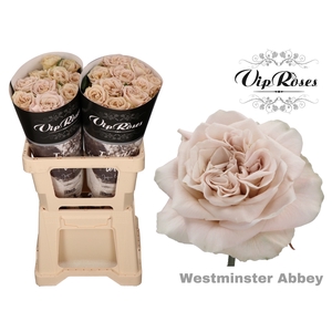 R Gr Wminster Abbey! X20