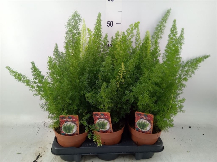 <h4>Asparagus dens. 'Meyers'</h4>