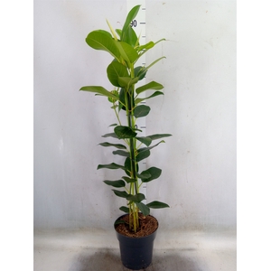 Ficus microcarpa 'Fuji'