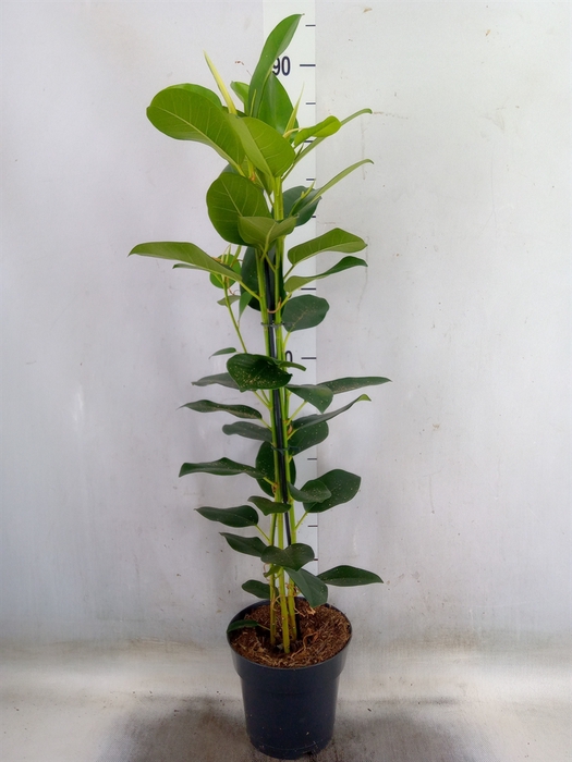<h4>Ficus microcarpa 'Fuji'</h4>