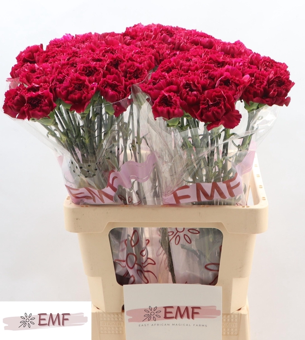 <h4>DI ST YUKARI VIOLET</h4>