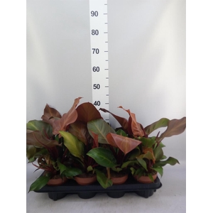 Philodendron  'Sunlight'