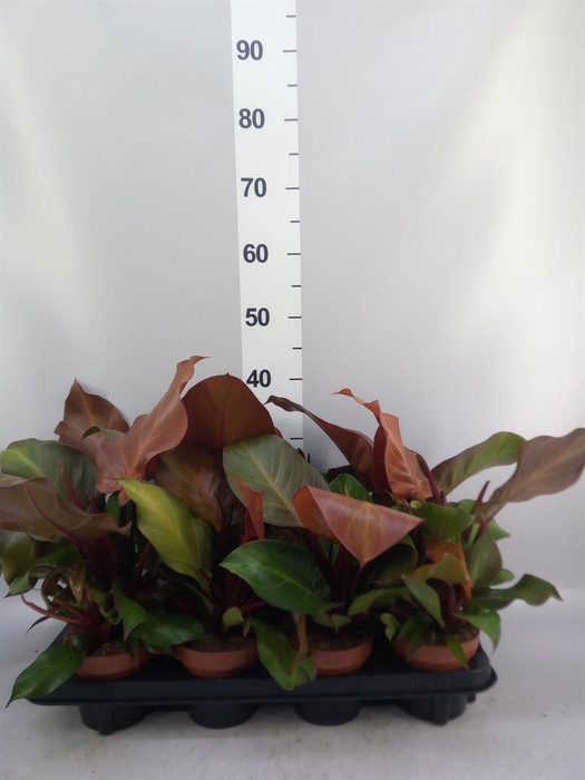 <h4>Philodendron  'Sunlight'</h4>