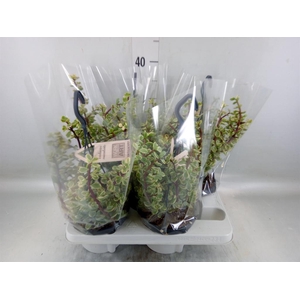 Portulacaria afra 'Variegata'