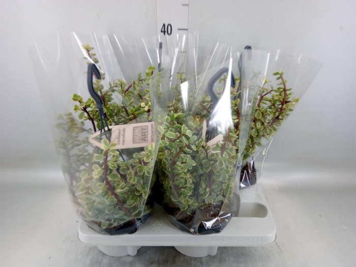 <h4>Portulacaria afra 'Variegata'</h4>