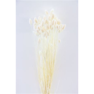 DRY PHALARIS BLEACHED