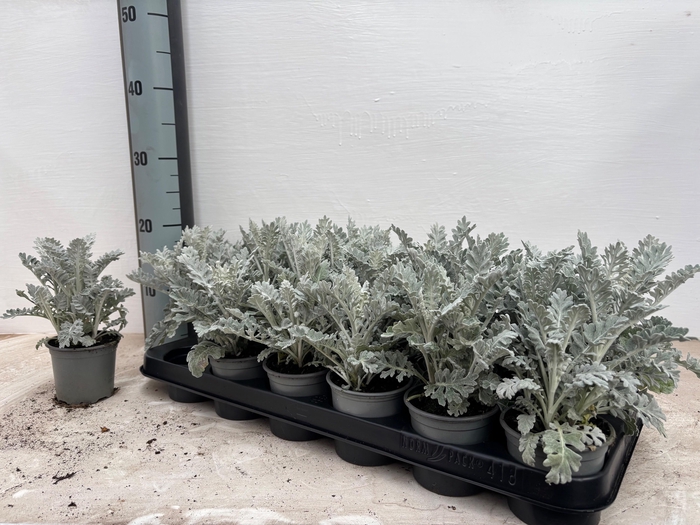 <h4>JACOBAEA MARITIMA</h4>