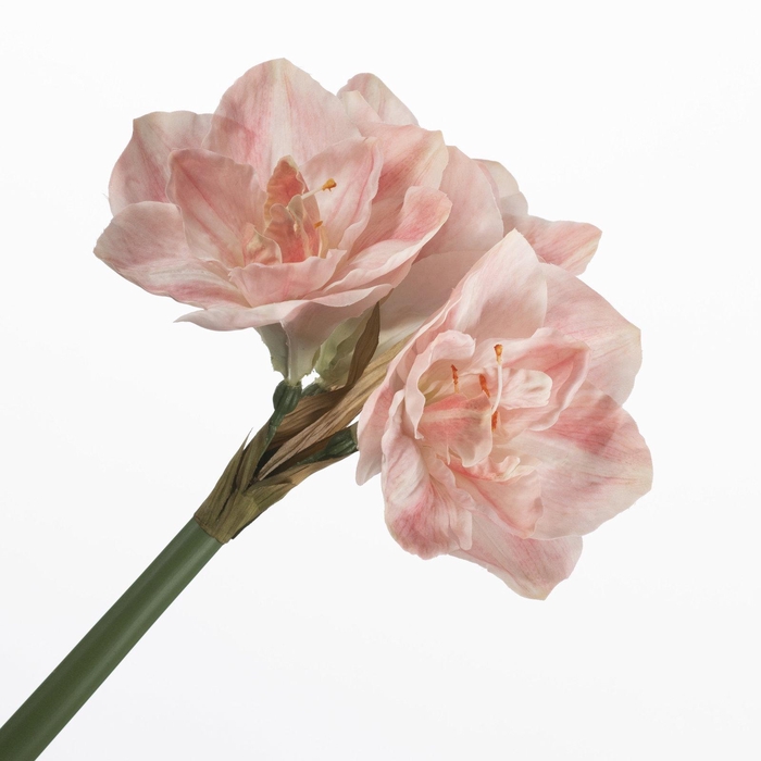<h4>Amaryllis Pink FL440389PNK</h4>
