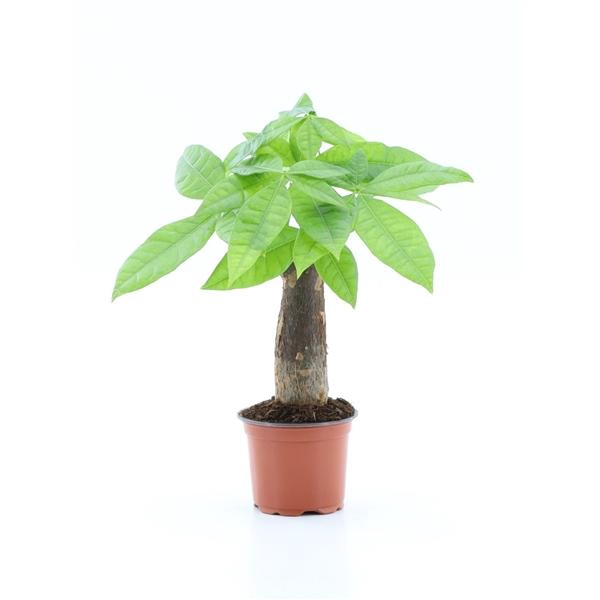 <h4>Pachira aquatica</h4>