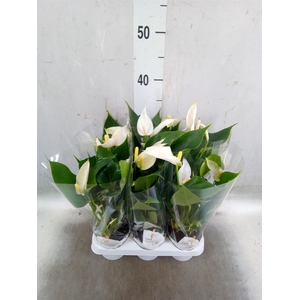 Anthurium  'Banderola Cava'