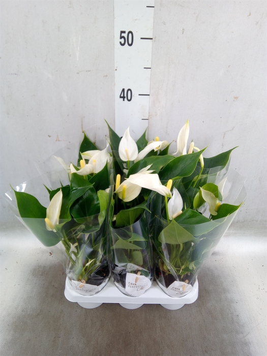 <h4>Anthurium  'Banderola Cava'</h4>
