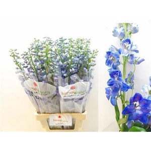 Delph Du Guard Blue